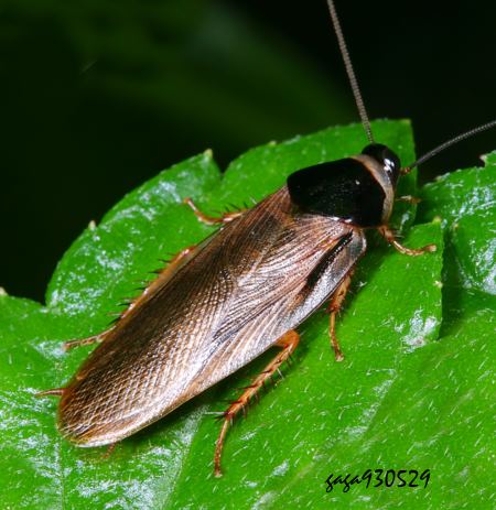 Pycnoscelus  indicus 