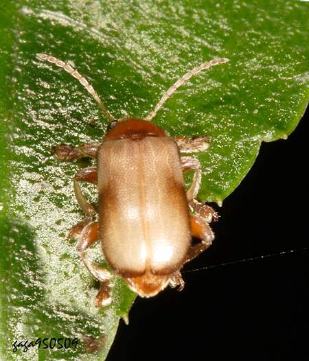 盾胸金花蟲  Zeugophora sp. 