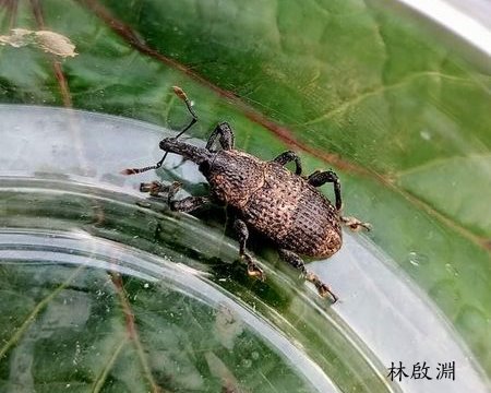 台灣二節象鼻蟲