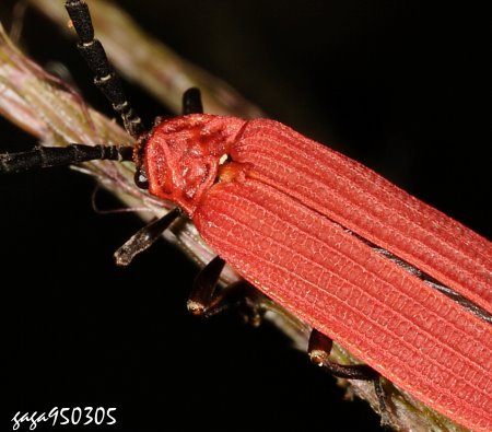  Dictyoptera sp.  