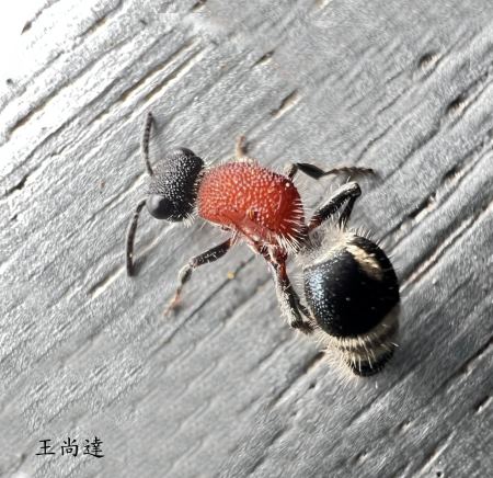 亞條安蟻蜂