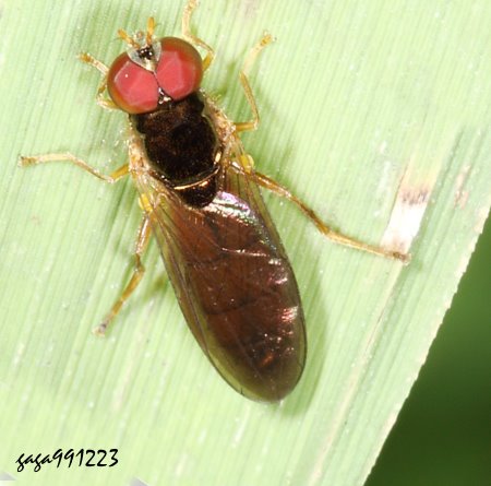 墨蚜蠅屬 Melanostoma sp.