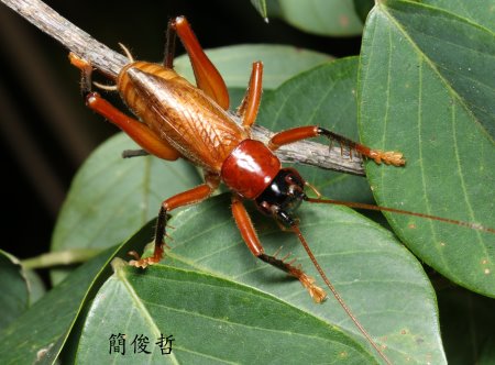 蟋螽亞科 Anancistrogera  sp. 