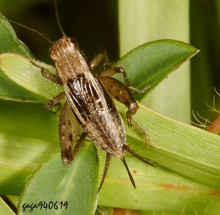  Dianemobius mikado