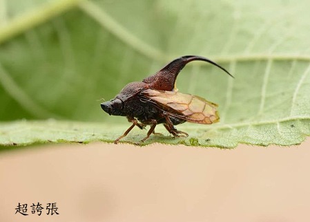 刺沫蟬 Machaerota sp.