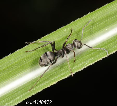 日本山蟻