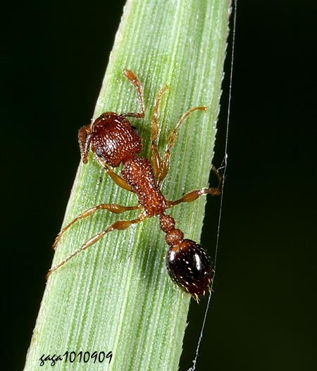 雙脊皺家蟻 Tetramorium bicarinatum