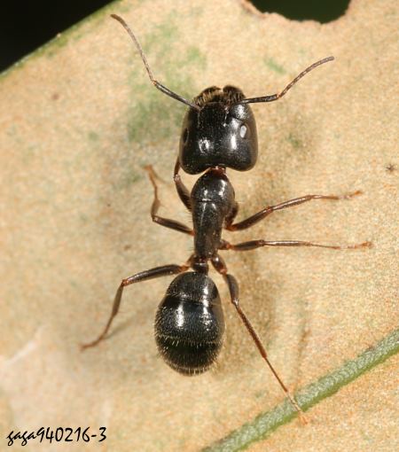 蓬萊山蟻