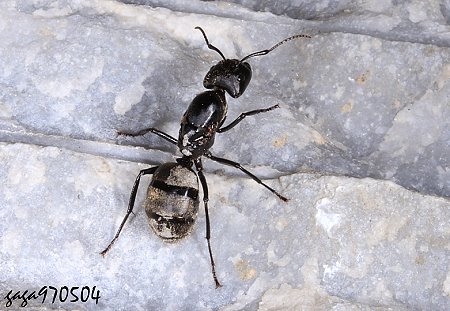 日本山蟻 Formica japonica