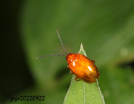 紅褐長刺螢金花蟲