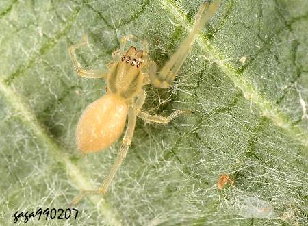 白斑紅螫蛛 Cheiracanthium sp.