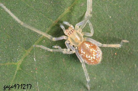 白斑紅螫蛛 Cheiracanthium sp.