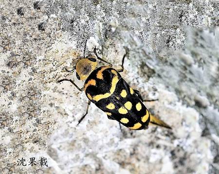 花蚤 Hoshihananomia sp.
