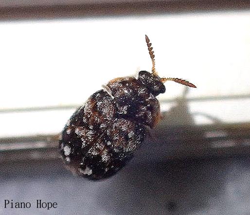 鰹節蟲 Trogoderma anthrenoides