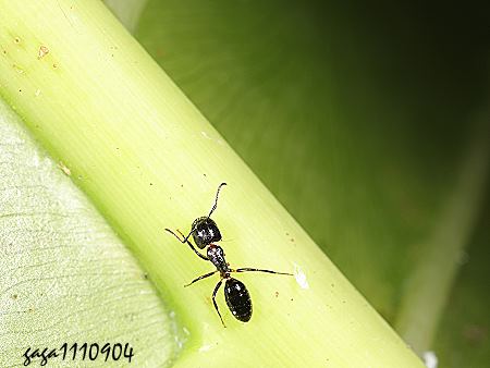 蓬萊山蟻