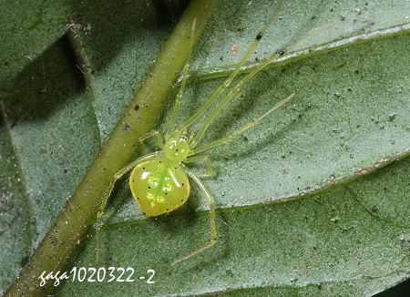 斑點金姬蛛 Chrysso foliata 