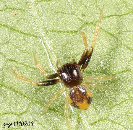 微蟹蛛  Lysiteles sp.