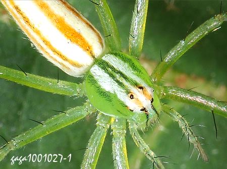  條紋貓蛛 Oxyopes striagatus