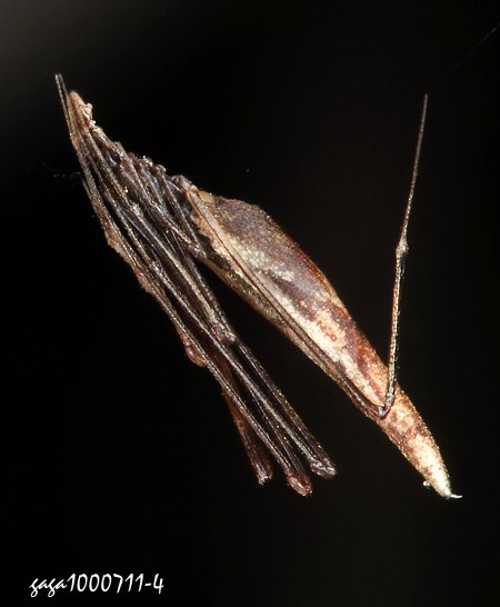 Rhomphaea labiata