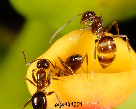 阿美尼蘭德山蟻