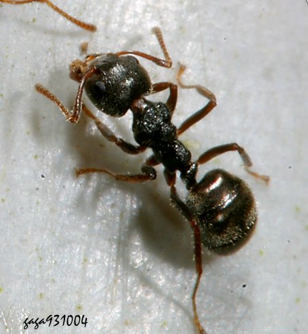疣胸琉璃蟻