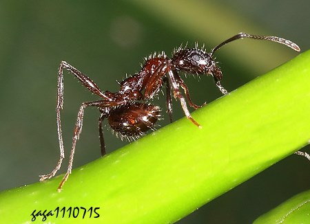 Aphaenogaster  sp. 