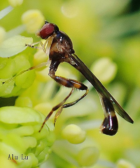 東亞蚜蠅 Sphegina orientalis