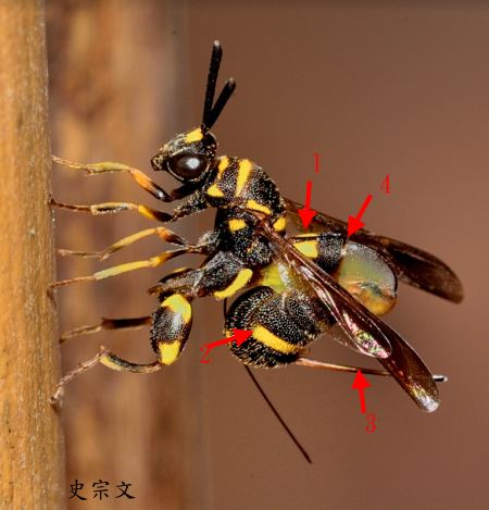 日本褶翅小蜂 Leucospis japonica