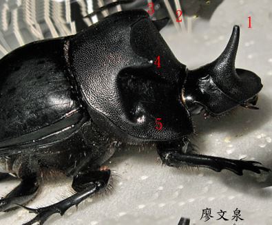 大黑糞金龜