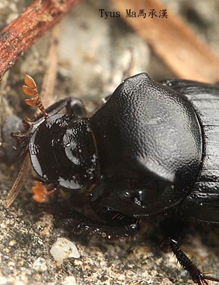 Onthophagus (Strandius) kuraruanus