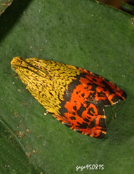 黑小卷蛾屬 Enarmonia hemidoxa