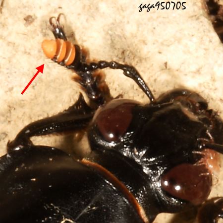 大黑埋葬蟲 Nicrophorus concolor 