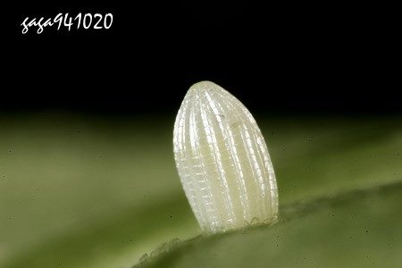 琉球青斑蝶卵
