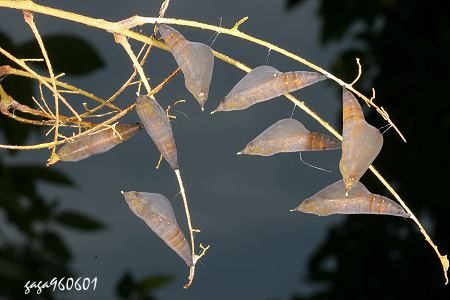 台灣黃蝶蛹