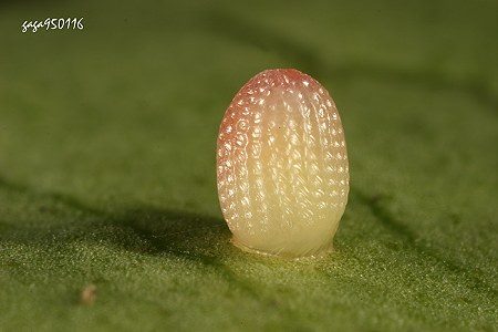 大白斑蝶的卵