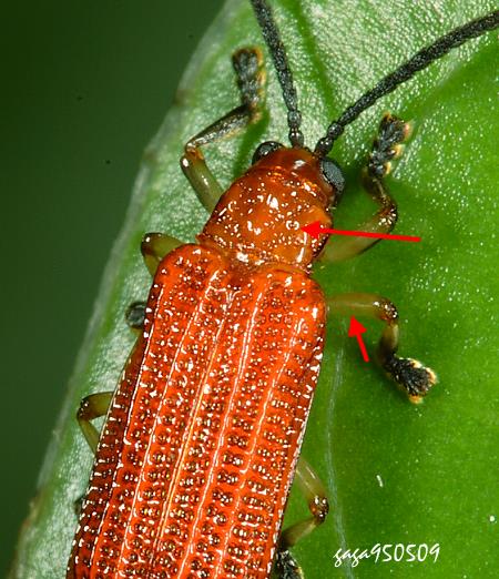 三色脈翅鐵甲蟲 Agonita tricolor