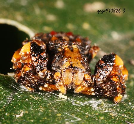 乳突瘤蟹蛛 Phrynarachne mammillata