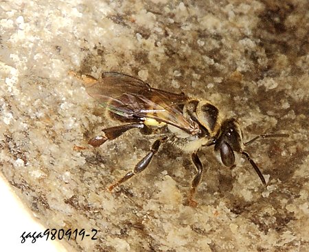無螫蜂屬 Lepidotrigona sp.