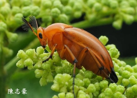 赭色巨噬蜂大花蚤