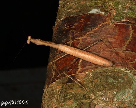 Statilia maculata