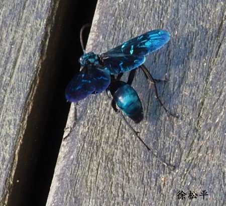 大藍蛛蜂