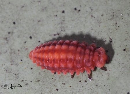 小紅瓢蟲幼蟲
