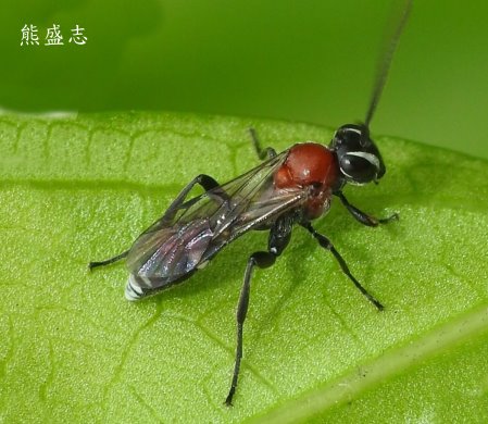 臺灣模姬蜂