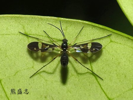 大角蕈蚊 Chiasmoneura quinquemaculata