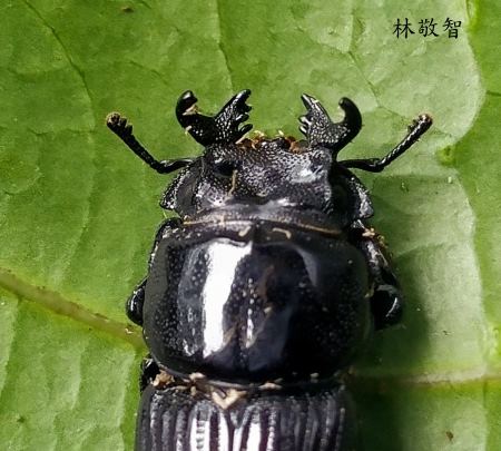 臺灣角葫蘆鍬形蟲 Nigidius fromosanus 