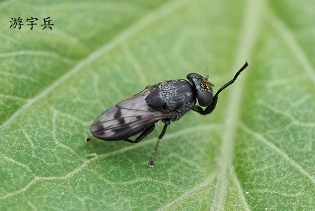 斑翅渚蠅 Discomyza maculipennis