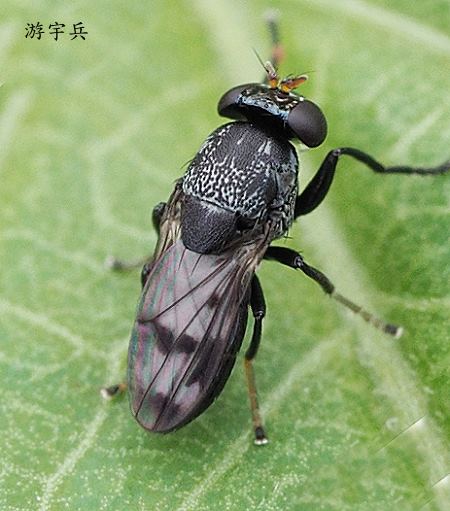 Discomyza maculipennis