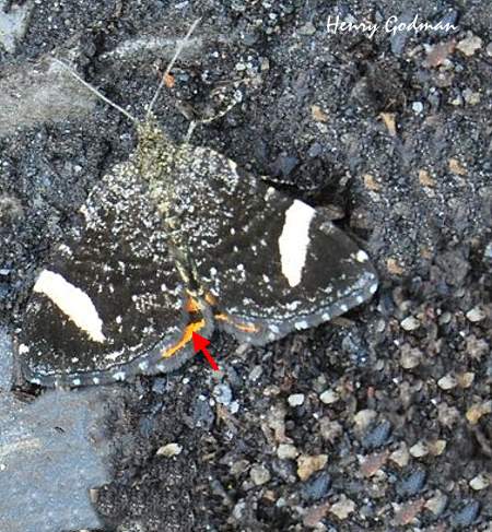 Phoenissa brephos albofascia