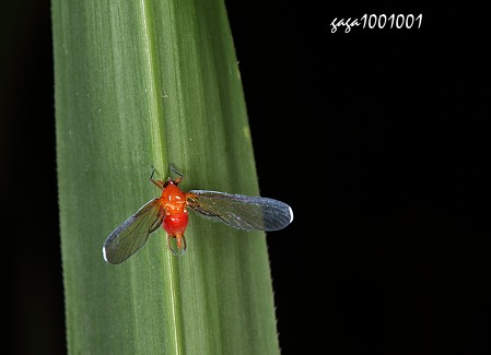 紅袖飛蝨Diostrombus politus