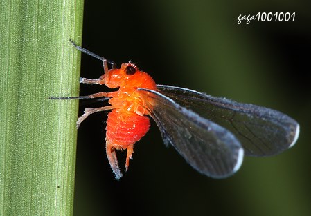 紅袖飛蝨  Diostrombus politus